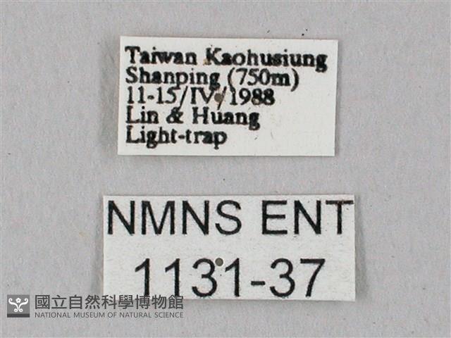 粗斜紋天蛾藏品圖，第3張