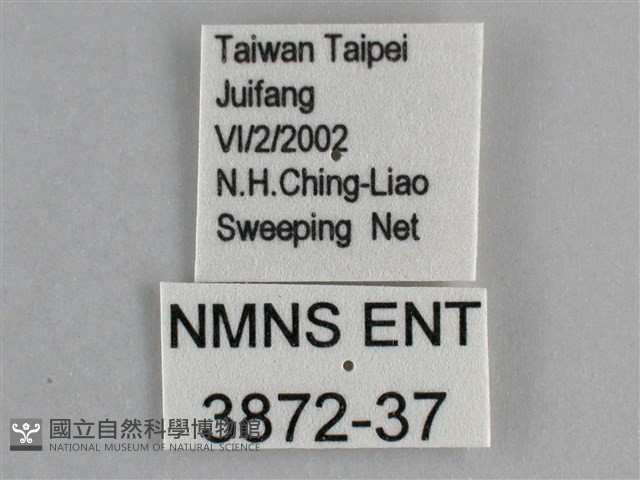 斐豹蛺蝶藏品圖，第3張