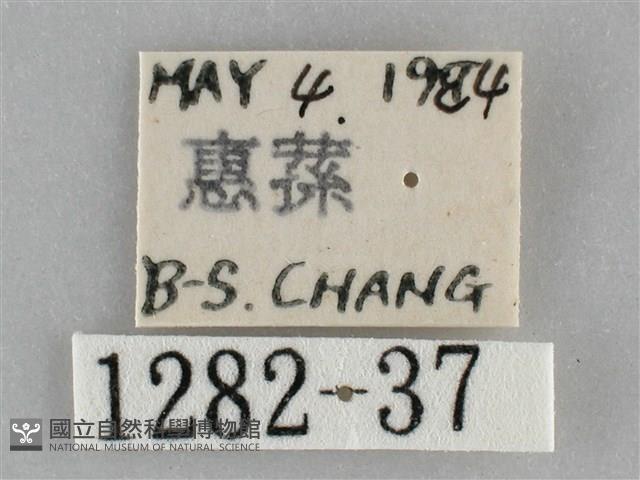 扁刺蛾藏品圖，第3張