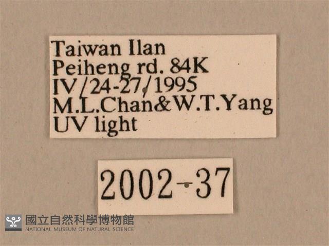 棕綠背線天蛾藏品圖，第3張