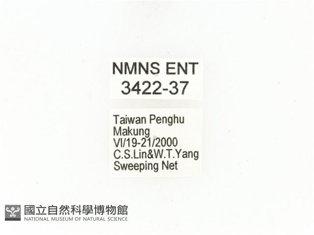 東方白點花金龜藏品圖，第2張