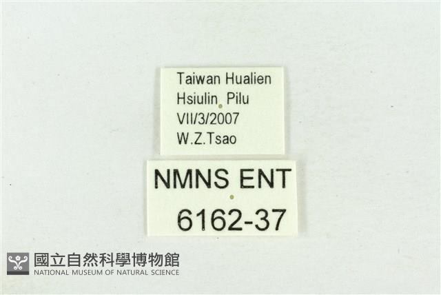 珠灰蝶藏品圖，第3張