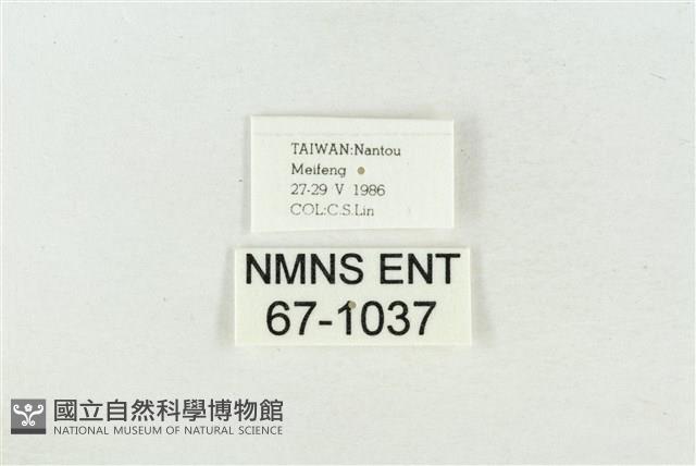 印華波紋蛾藏品圖，第3張