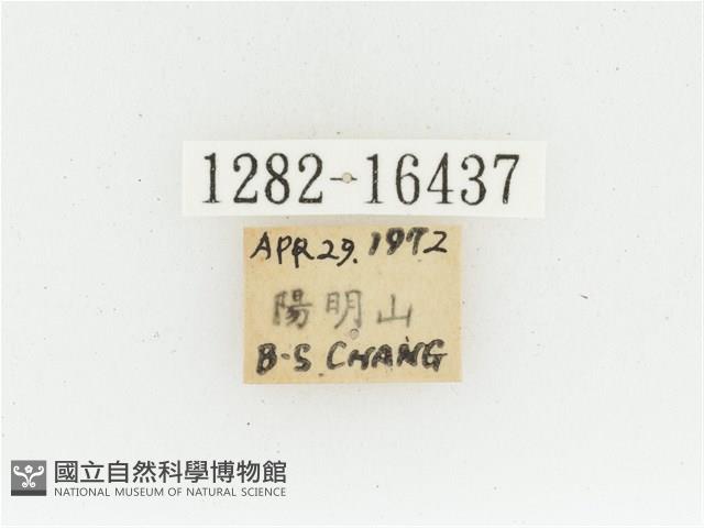 黃肩長腳花金龜藏品圖，第2張