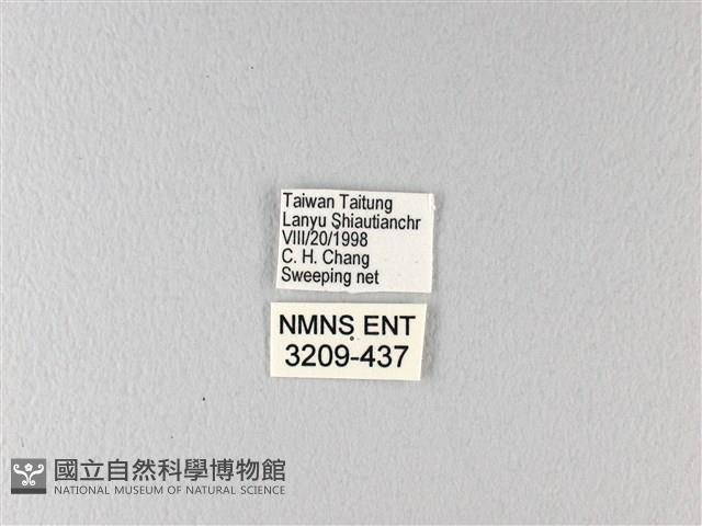 翠鳳蝶蘭嶼亞種藏品圖，第3張