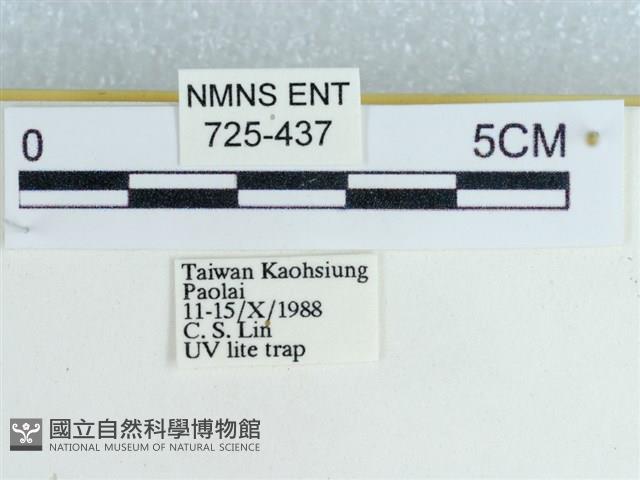 粉蝶燈蛾藏品圖，第3張