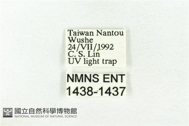 樹形尺蛾藏品圖，第3張