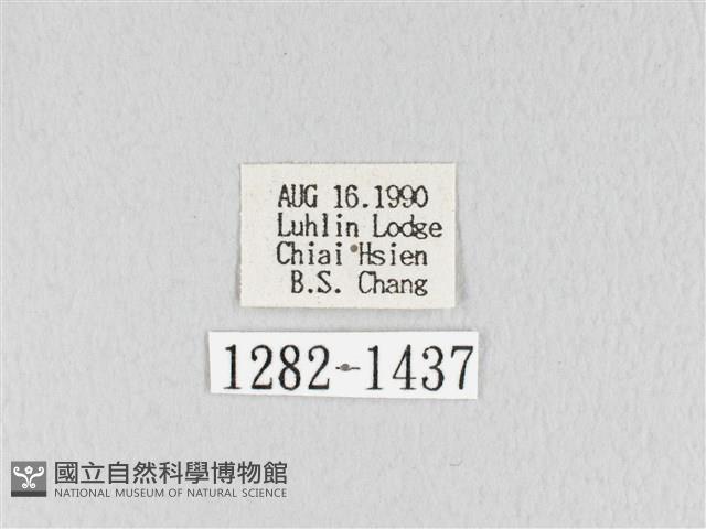 褐斜帶枯葉蛾藏品圖，第3張