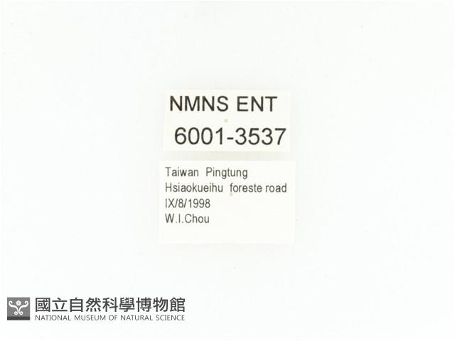 小扇角金龜藏品圖，第2張