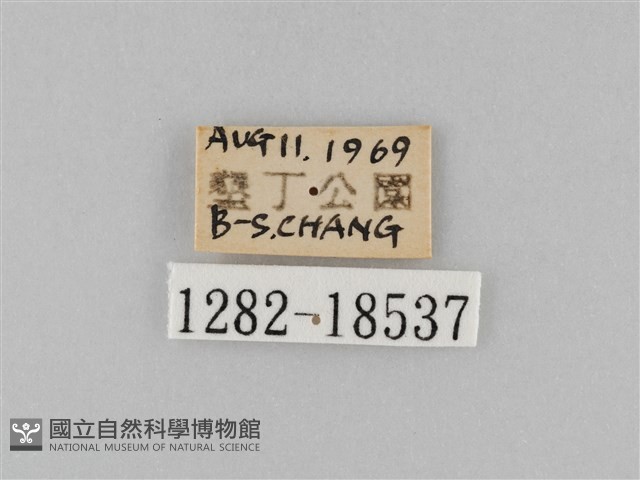 雙標紫斑蝶藏品圖，第3張