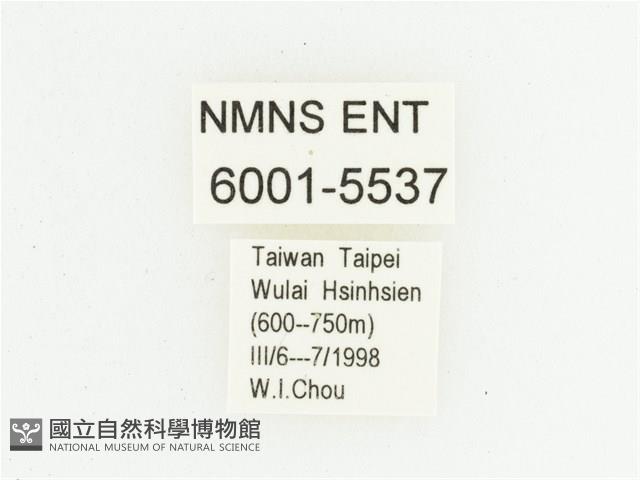 灰斑擬黑花金龜藏品圖，第2張