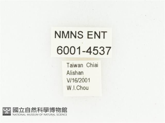 巴蘭陷紋金龜藏品圖，第2張