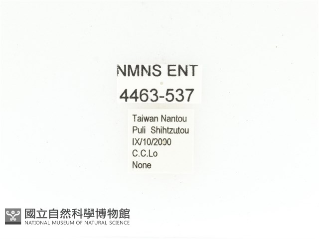 藍艷白點花金龜藏品圖，第2張