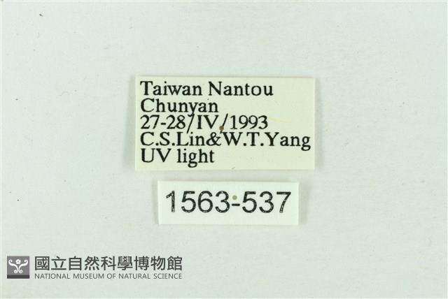 菊池污燈蛾藏品圖，第3張