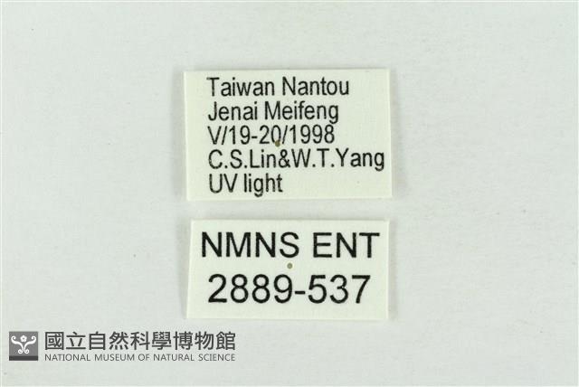 臺灣銀斑異波紋蛾藏品圖，第3張