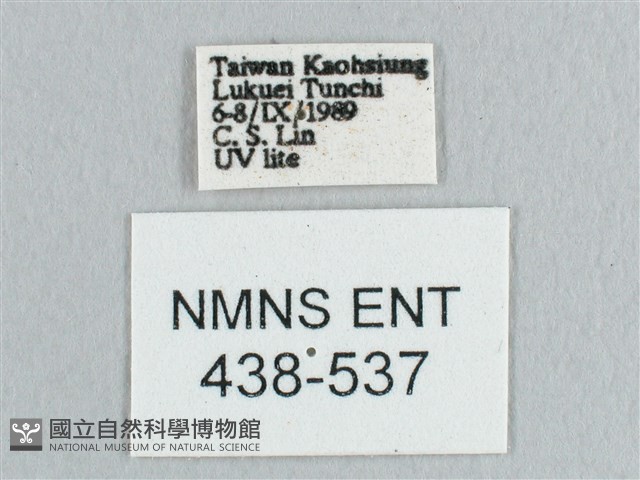 鉛斑帶鉤蛾藏品圖，第3張