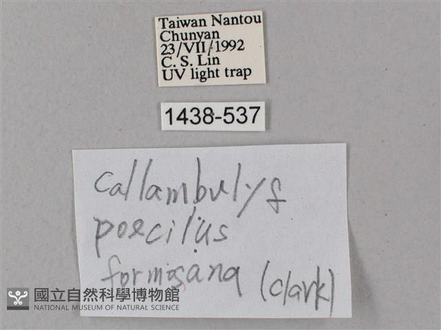 榆綠天蛾藏品圖，第3張