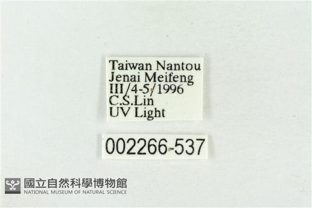 帶波紋蛾藏品圖，第3張