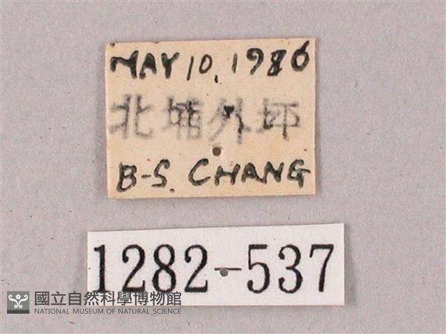 雙斑白肩天蛾藏品圖，第3張