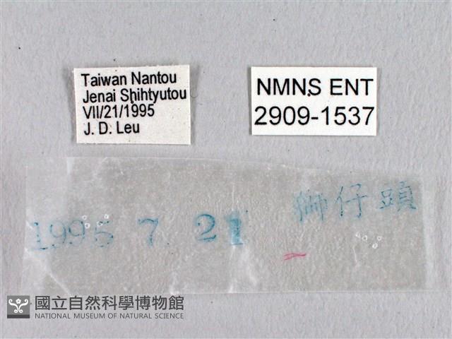 臺灣瑟弄蝶藏品圖，第3張