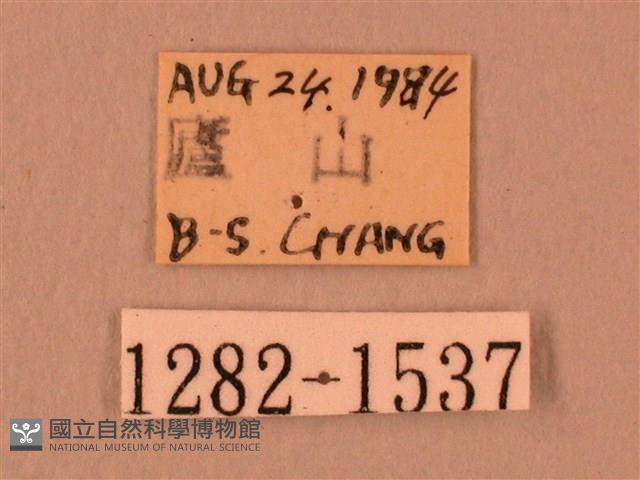 白星天蛾藏品圖，第3張