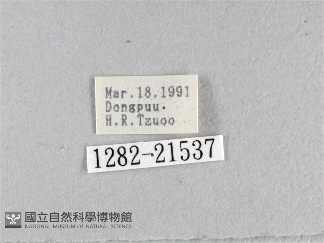 香蕉弄蝶藏品圖，第3張