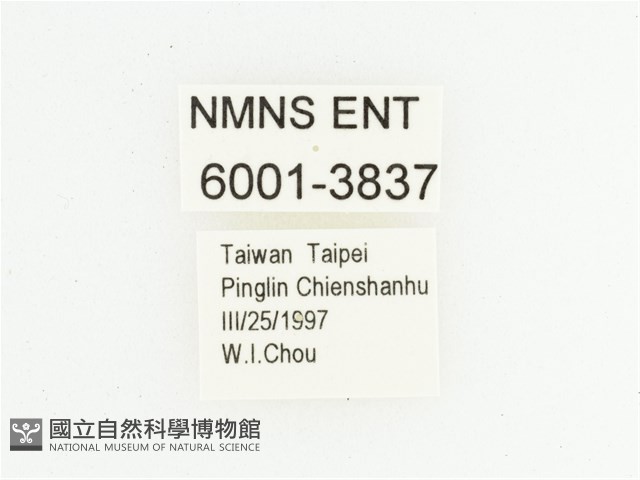 灰斑擬黑花金龜藏品圖，第2張