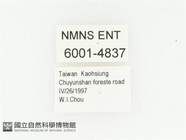 巴蘭陷紋金龜藏品圖，第2張