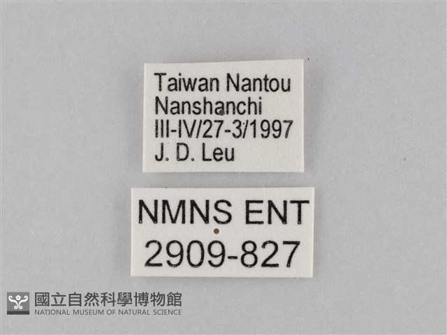 雙標紫斑蝶藏品圖，第3張