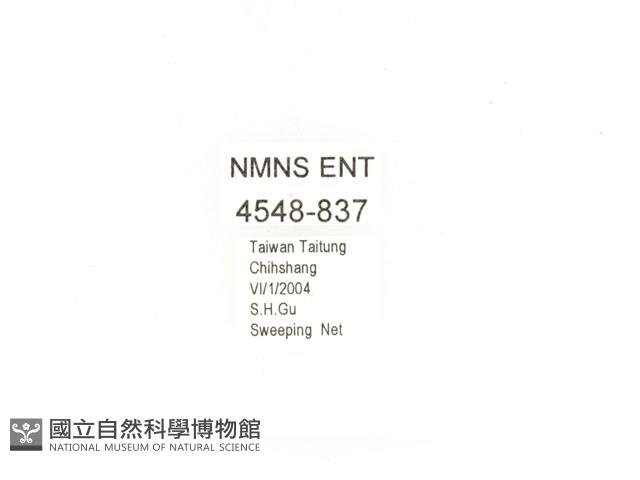 金艷騷金龜藏品圖，第2張