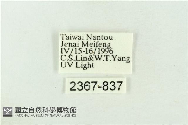 棍棒污燈蛾藏品圖，第3張