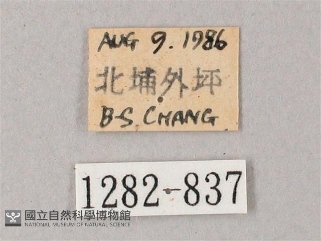 臺灣白肩天蛾藏品圖，第3張