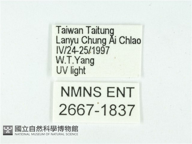 叉紋閃舞蛾藏品圖，第3張