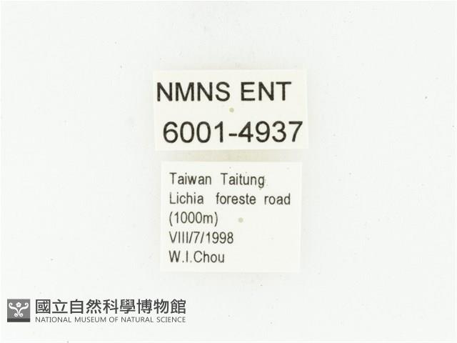 藍艷白點花金龜藏品圖，第2張