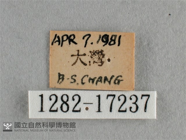 散紋盛蛺蝶藏品圖，第3張