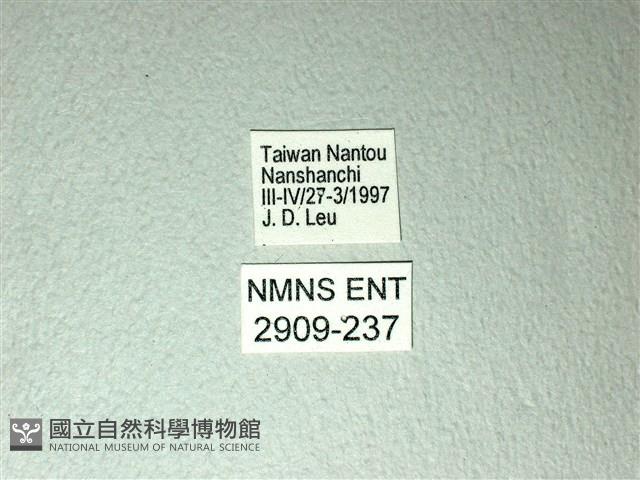 黃星斑鳳蝶藏品圖，第3張