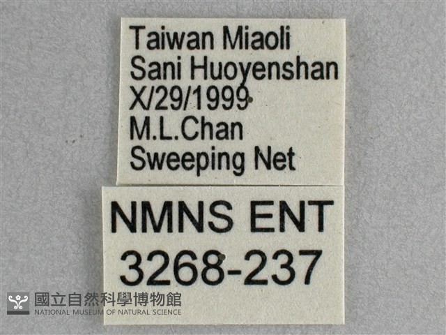 細帶環蛺蝶藏品圖，第3張
