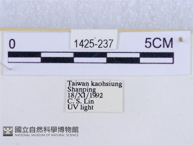 後凸蝶燈蛾藏品圖，第3張