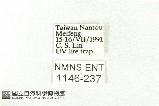 樹形尺蛾藏品圖，第3張