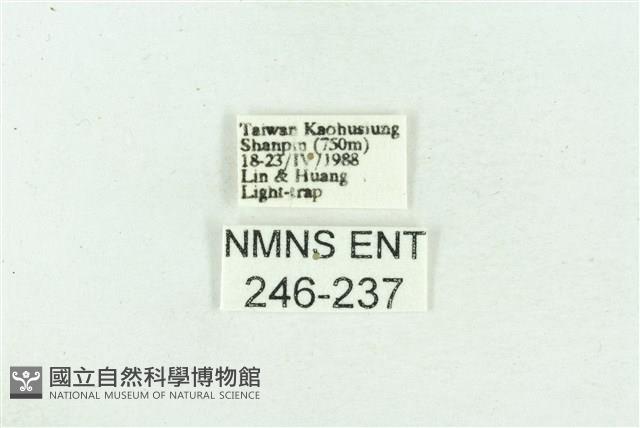 菊池污燈蛾藏品圖，第3張