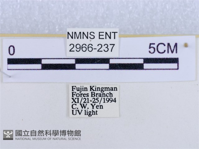 後凸蝶燈蛾藏品圖，第3張