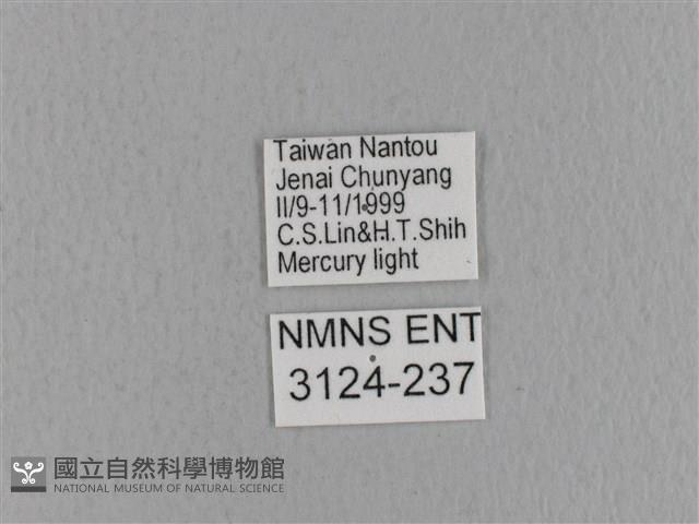 青枯葉蛾藏品圖，第3張