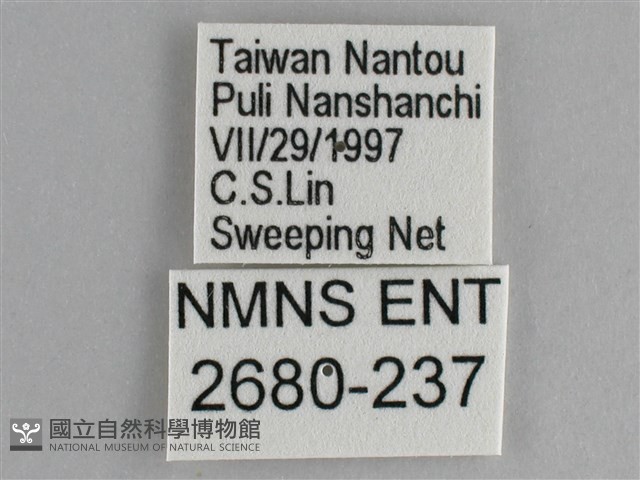 鋸粉蝶藏品圖，第3張