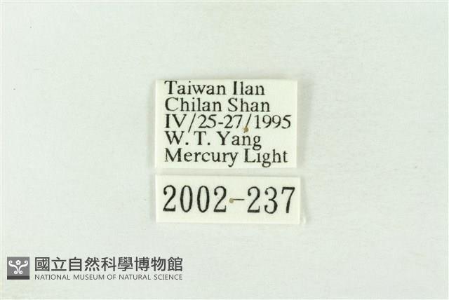 棍棒污燈蛾藏品圖，第3張