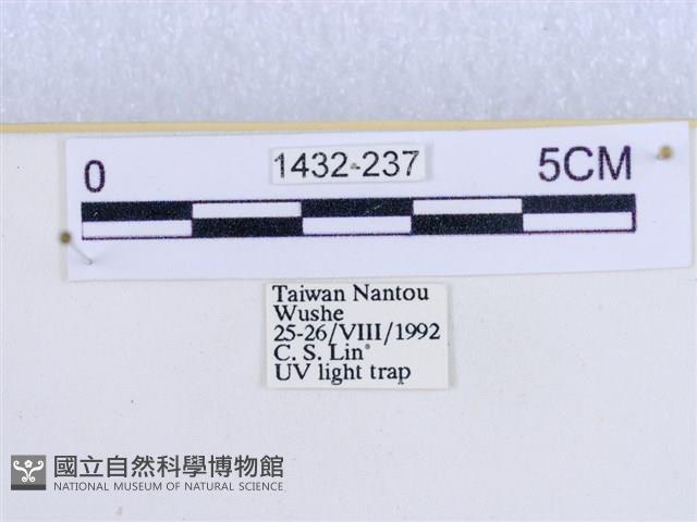 閃光苔蛾藏品圖，第3張