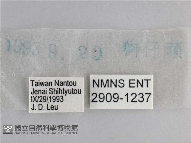 森林暮眼蝶、黑樹蔭蝶藏品圖，第3張