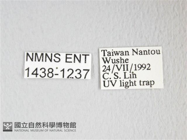 圓翅大鉤蛾藏品圖，第3張