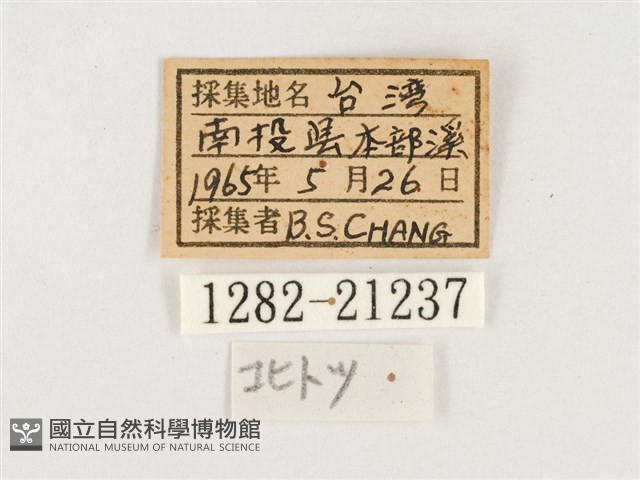 淺色眉眼蝶藏品圖，第3張