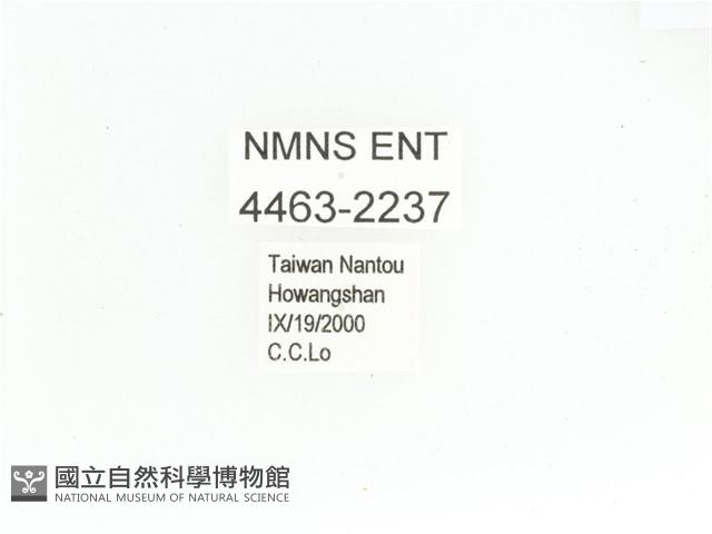 艷金龜藏品圖，第2張