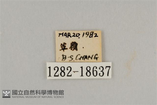 藍灰蝶沖繩亞種藏品圖，第3張